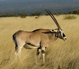 Eastern Ethiopia