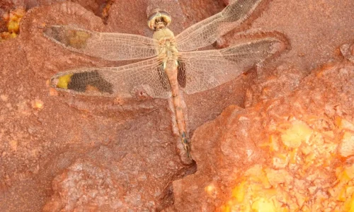 photo_2026-04-07_12-29-51